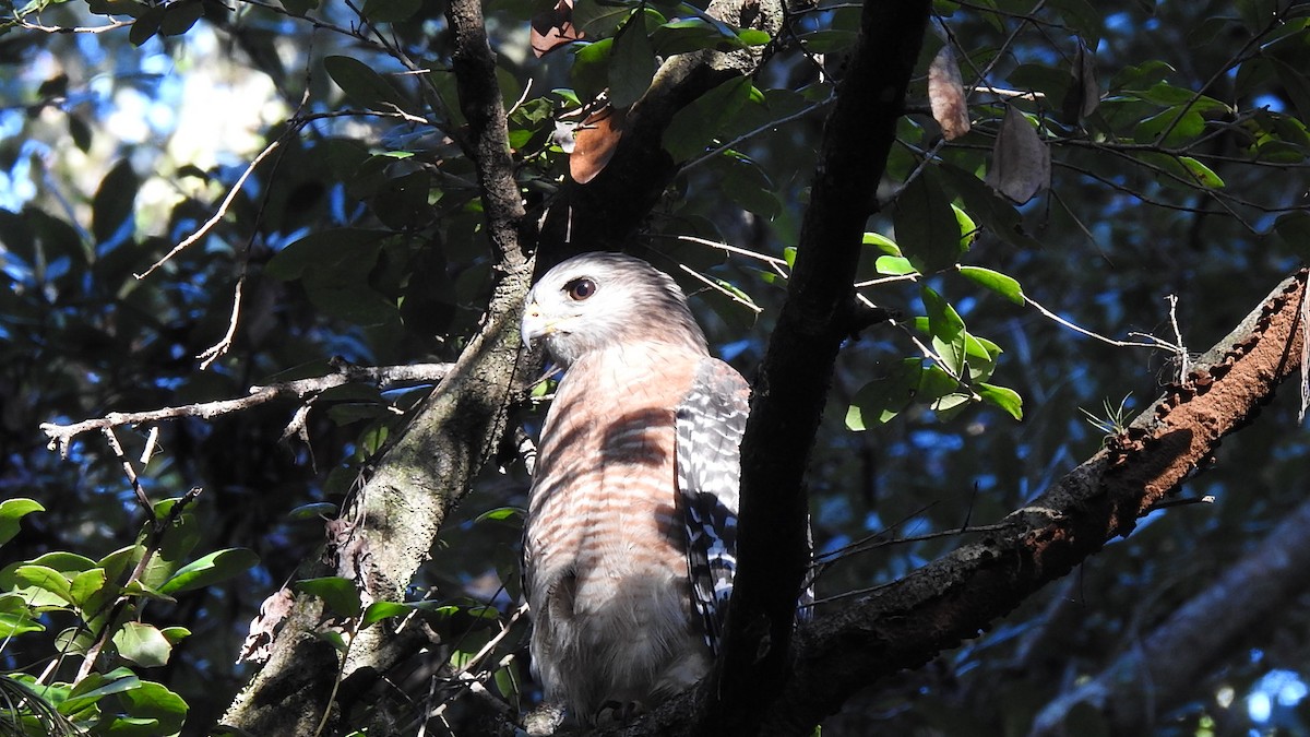 Red-shouldered Hawk - ML644715633