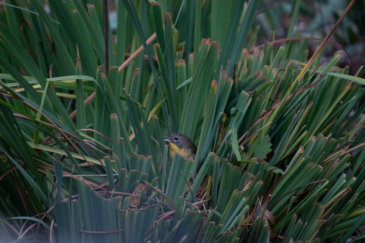 Common Yellowthroat - ML644715638