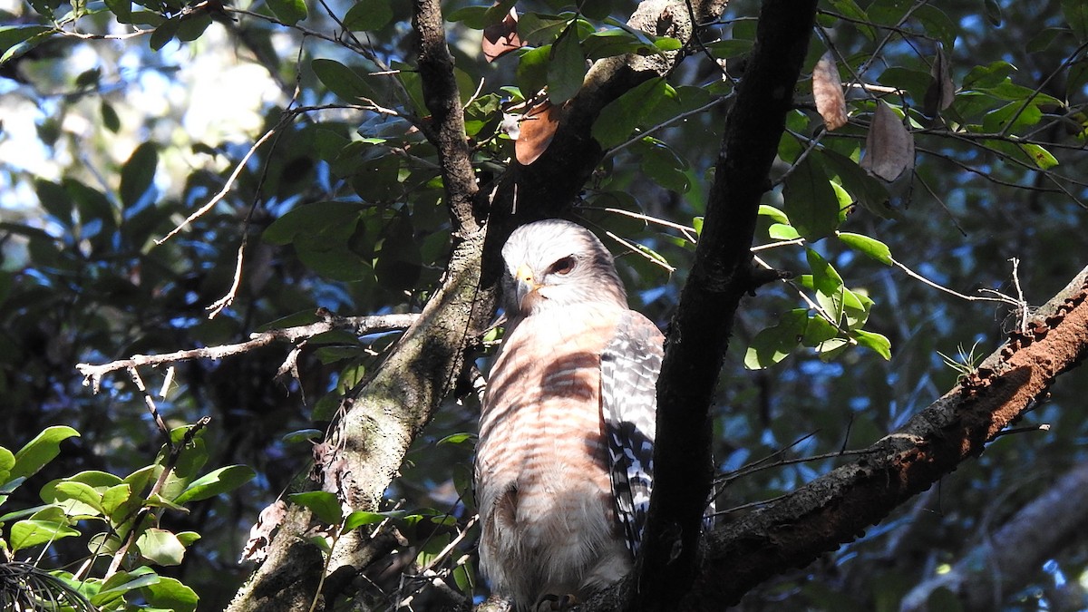 Red-shouldered Hawk - ML644715640