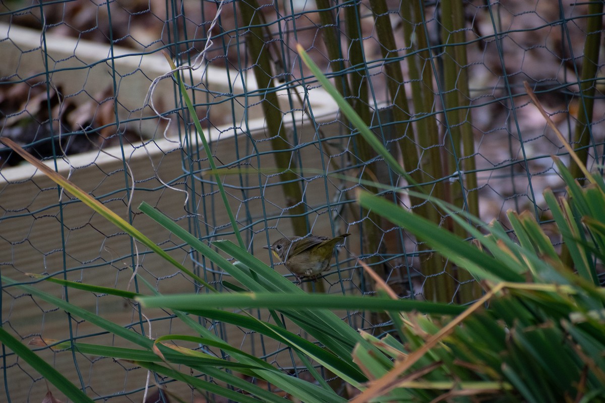 Common Yellowthroat - ML644715641