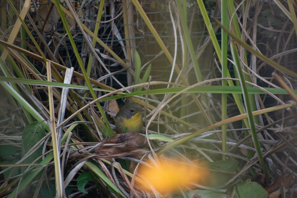 Common Yellowthroat - ML644715645