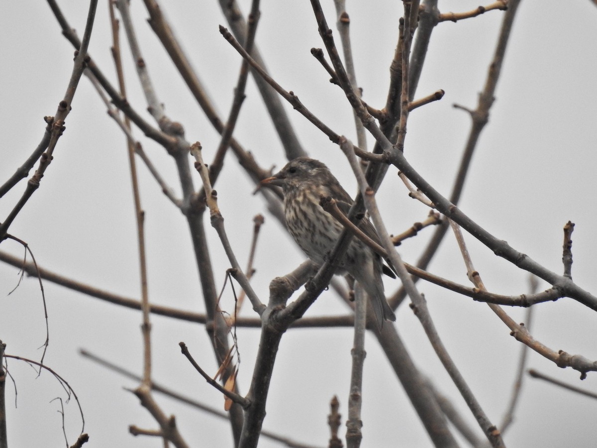 Purple Finch - ML644715647
