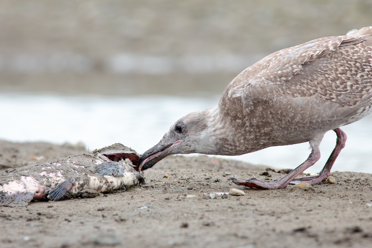 Glaucous-winged Gull - ML644715648