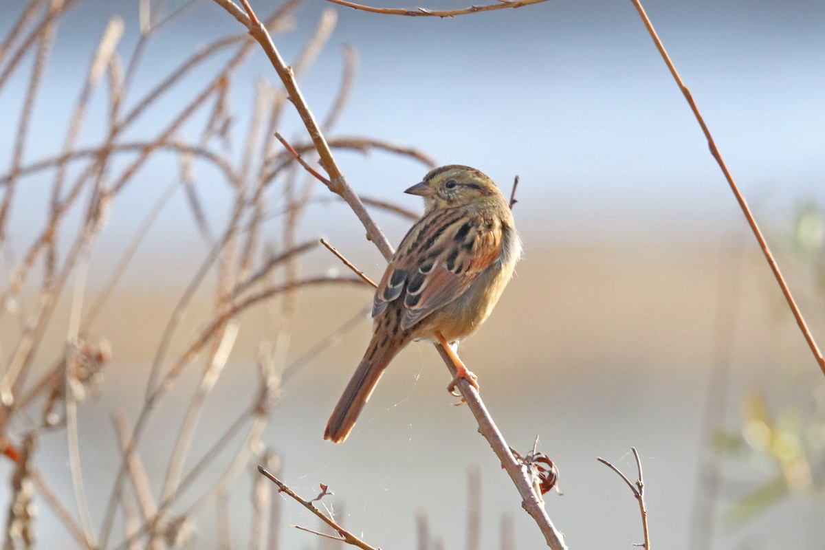 Swamp Sparrow - ML644715653