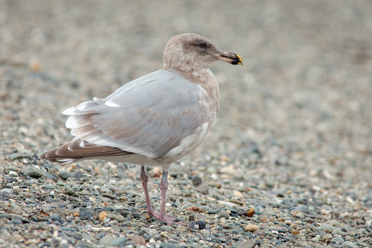 Western x Glaucous-winged Gull (hybrid) - ML644715654