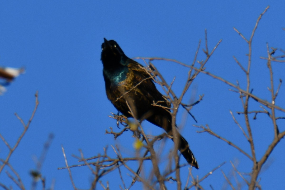 Пурпурный гракл - ML644715655