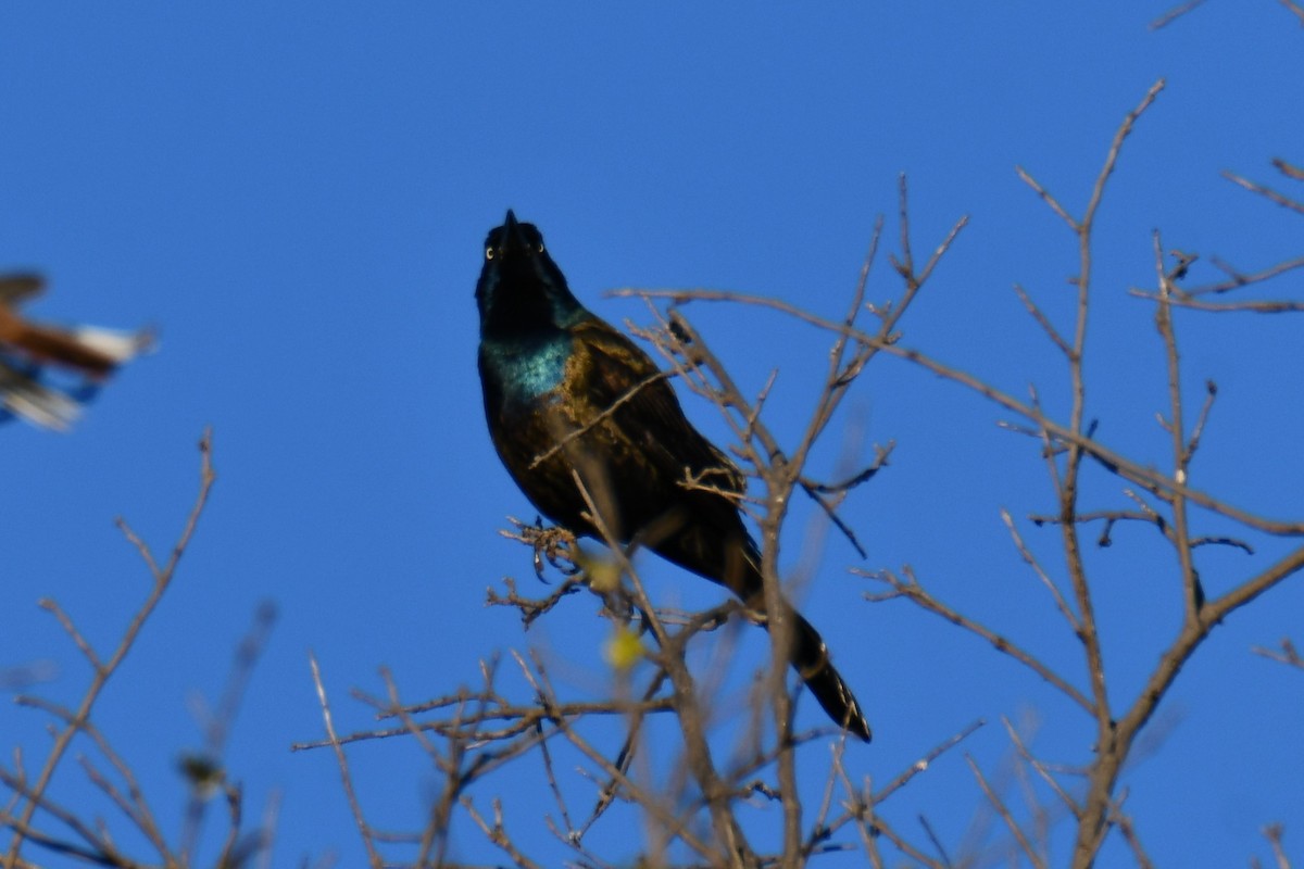 Пурпурный гракл - ML644715656