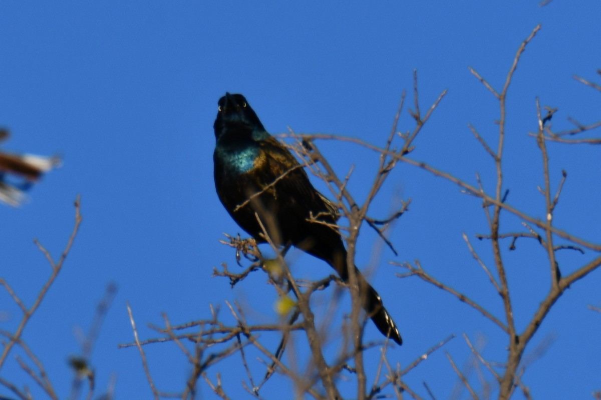 Пурпурный гракл - ML644715658