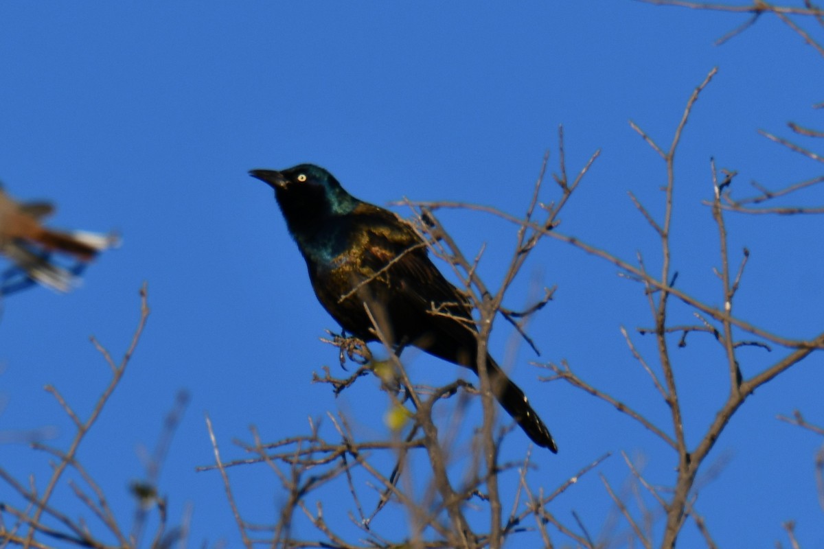 Пурпурный гракл - ML644715659