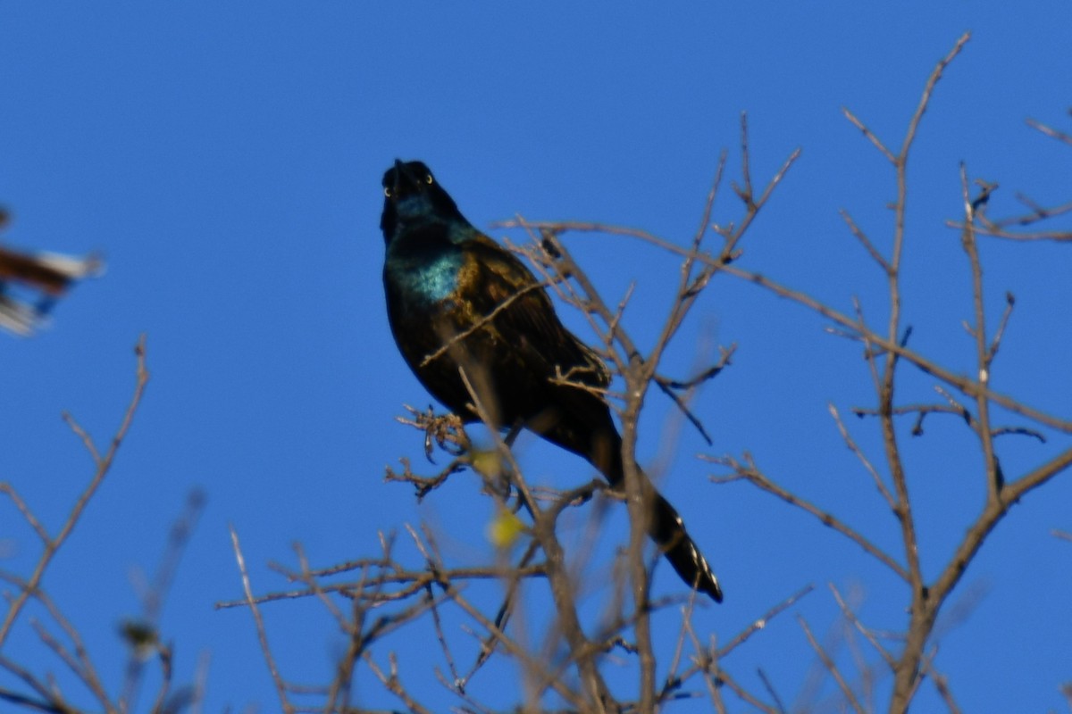 Пурпурный гракл - ML644715660