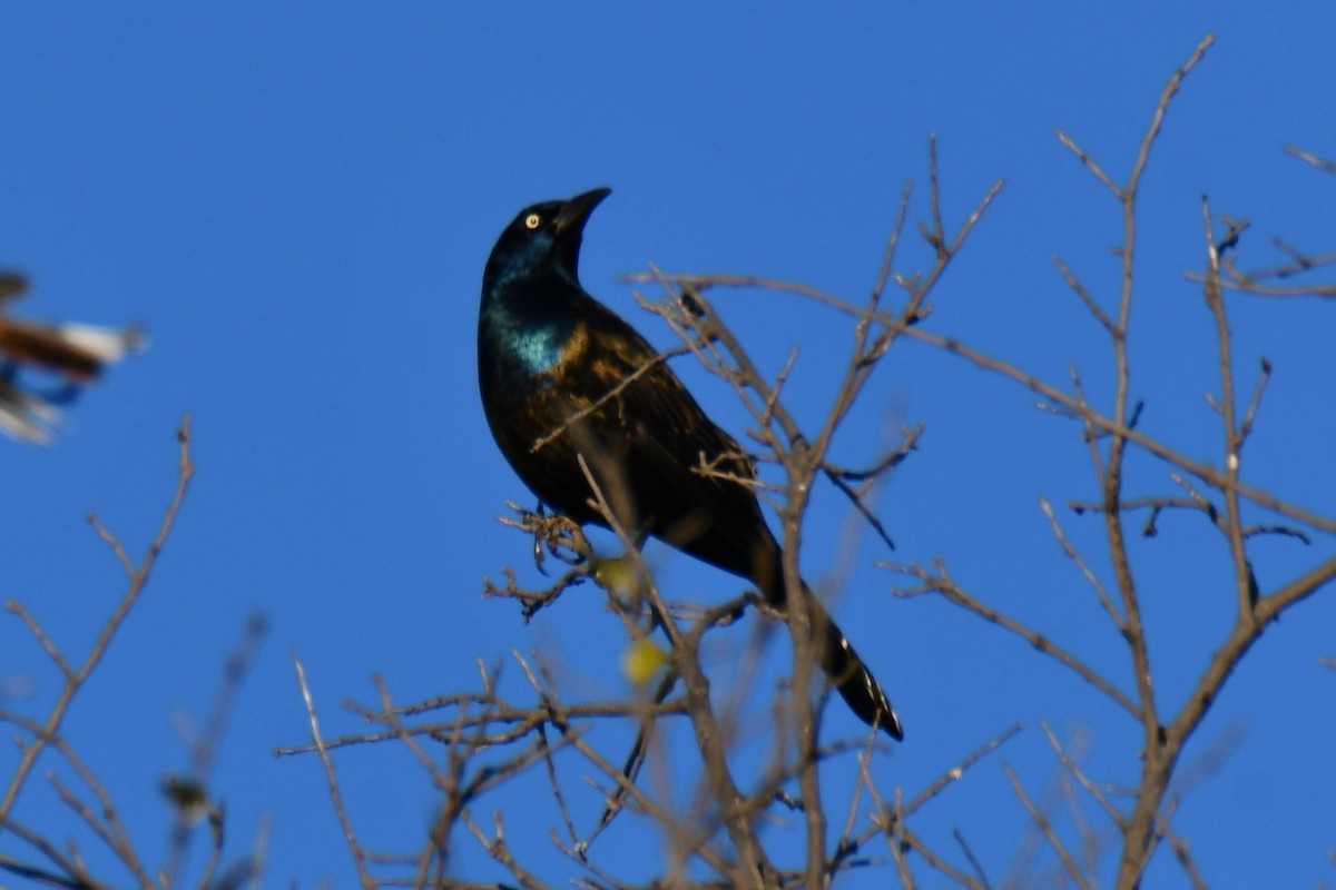 Пурпурный гракл - ML644715661