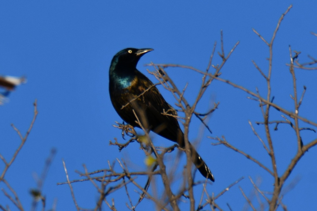 Пурпурный гракл - ML644715662