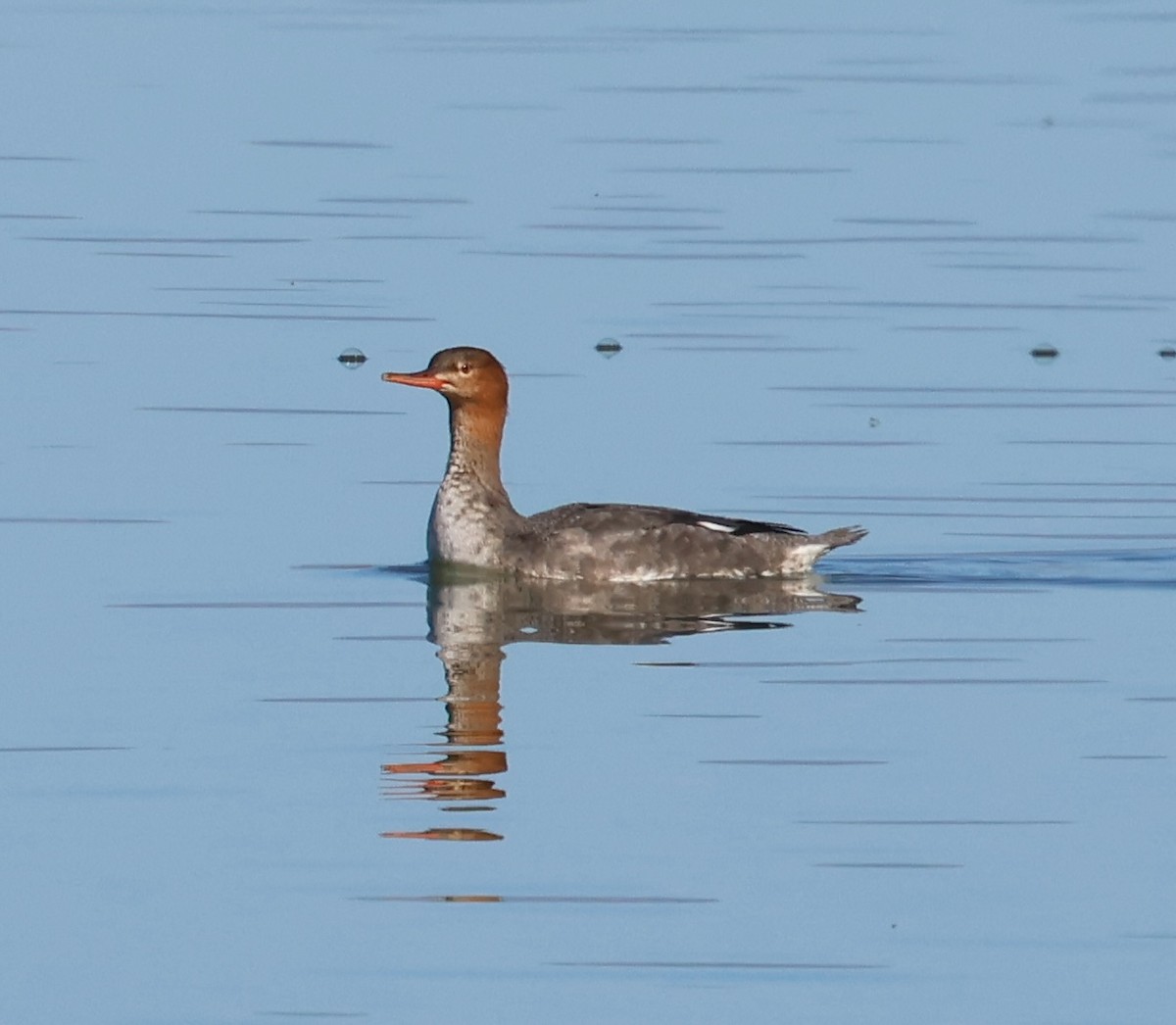 Red-breasted Merganser - ML644715664
