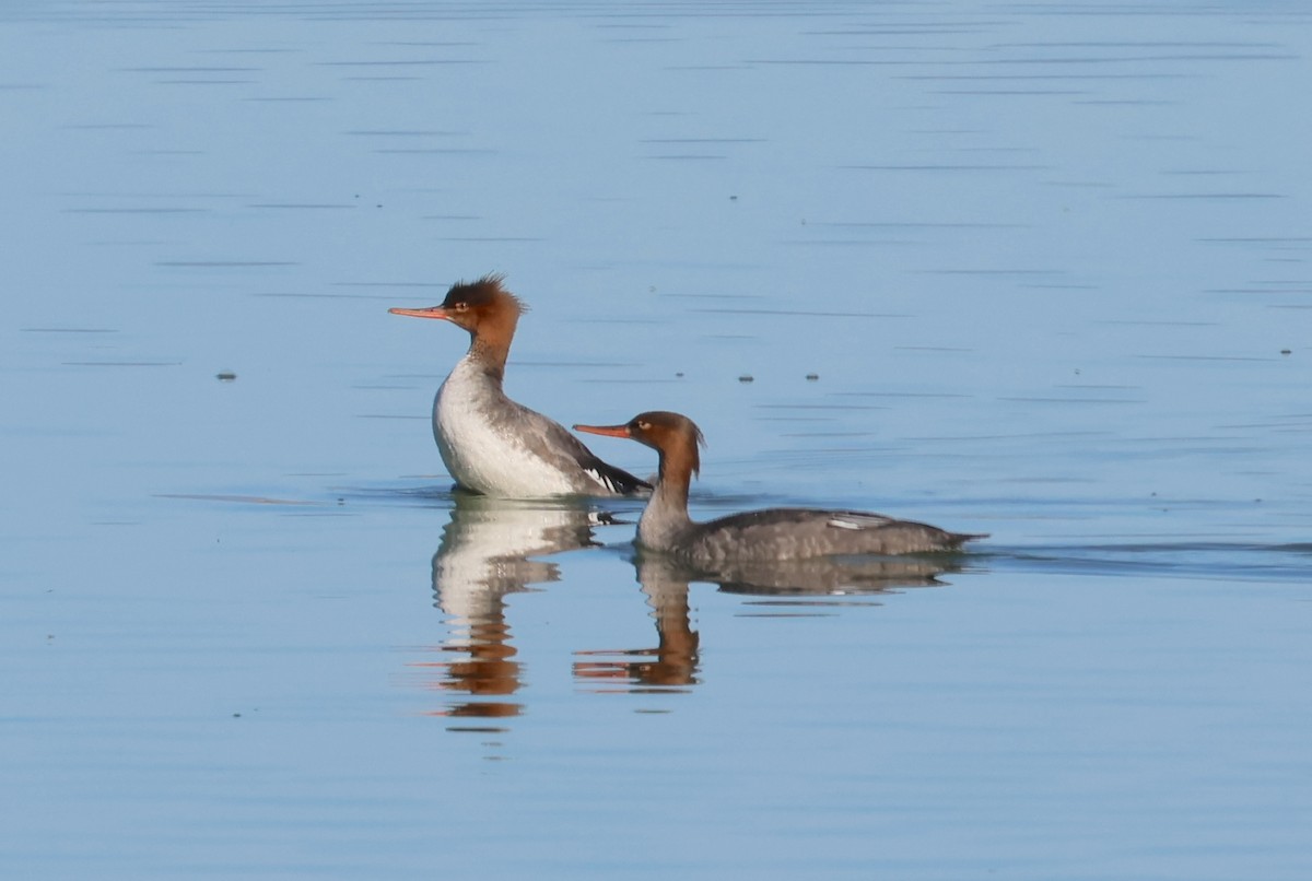 Red-breasted Merganser - ML644715668