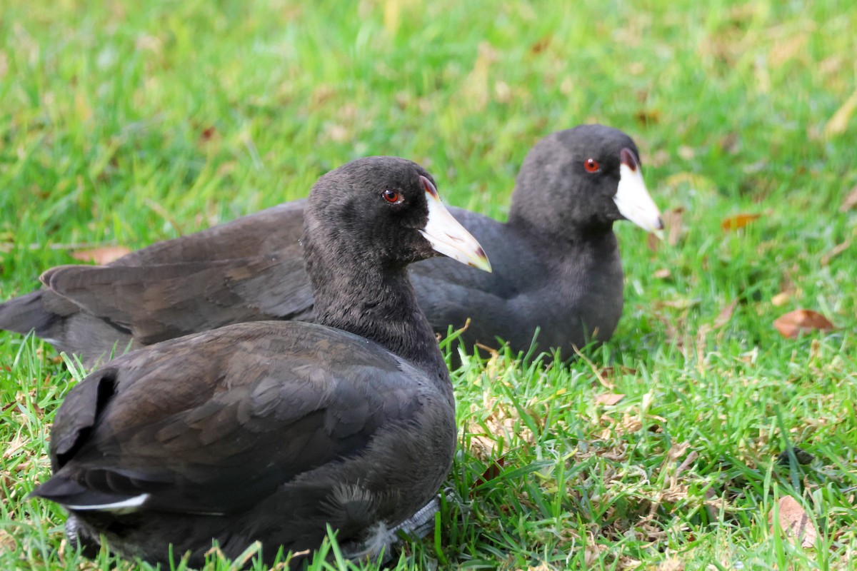 Лиска американська - ML644715681