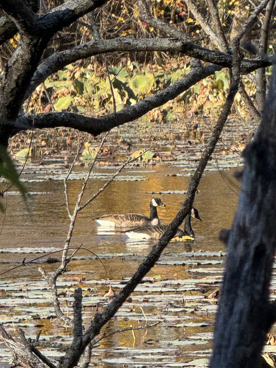 カナダガン - ML644715685