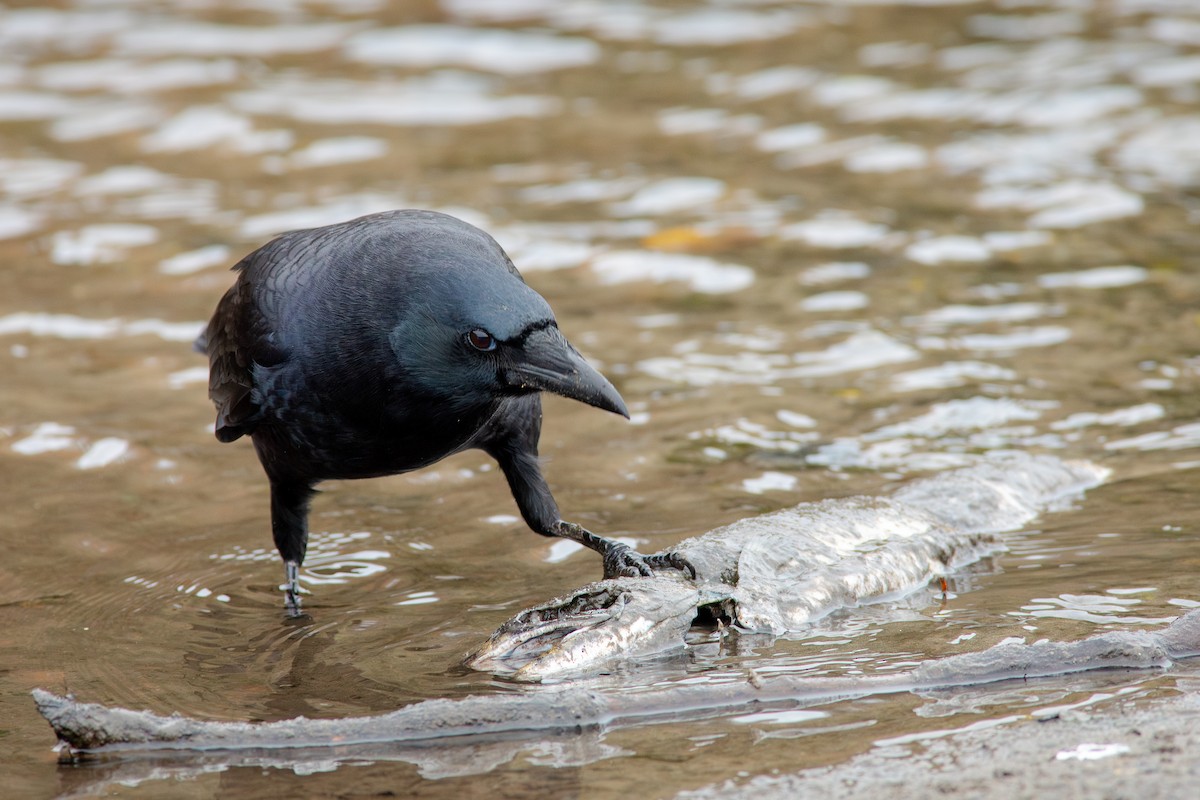 American Crow - ML644715692