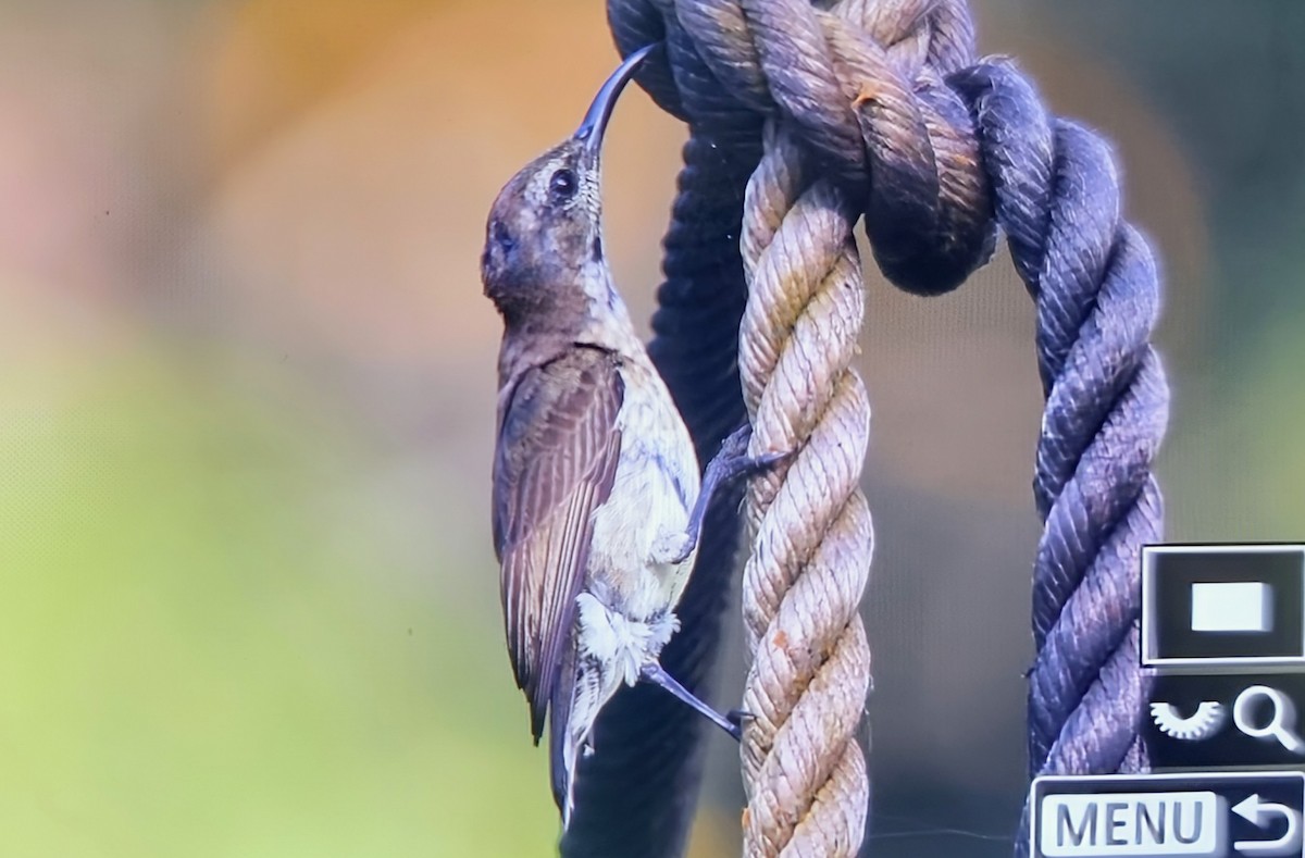 Souimanga d'Adelbert - ML644715702