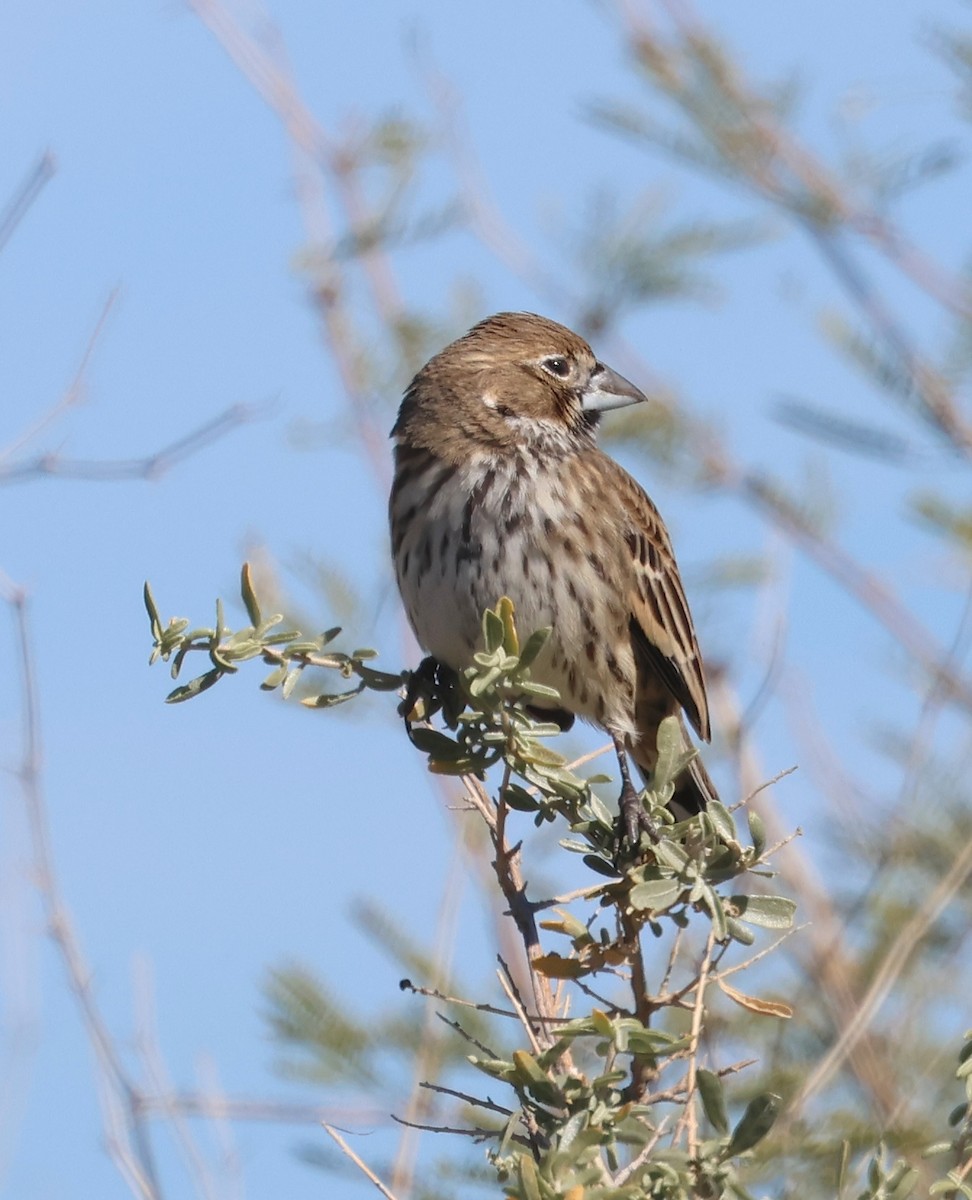 Prärieammer - ML644715704