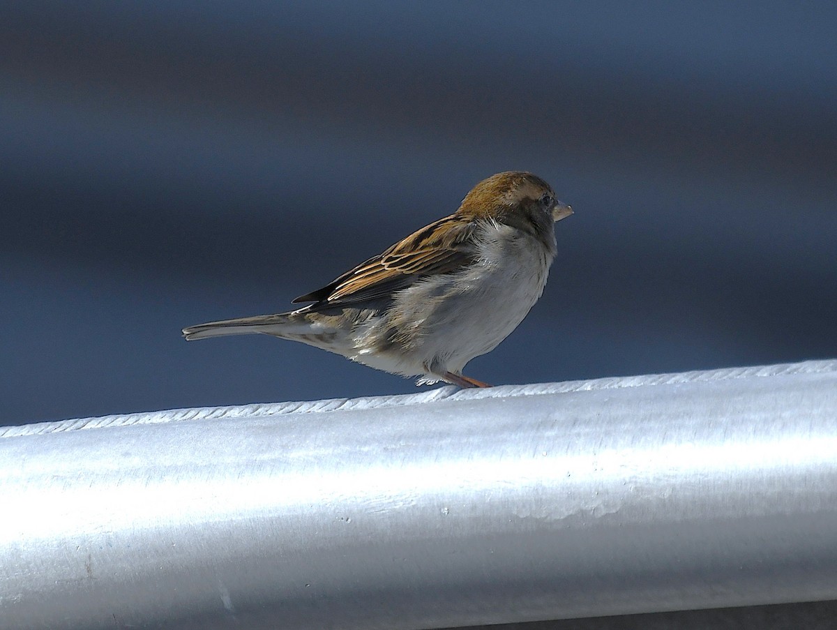 House Sparrow - ML644715705