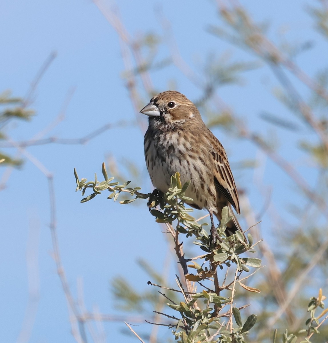 Prärieammer - ML644715708