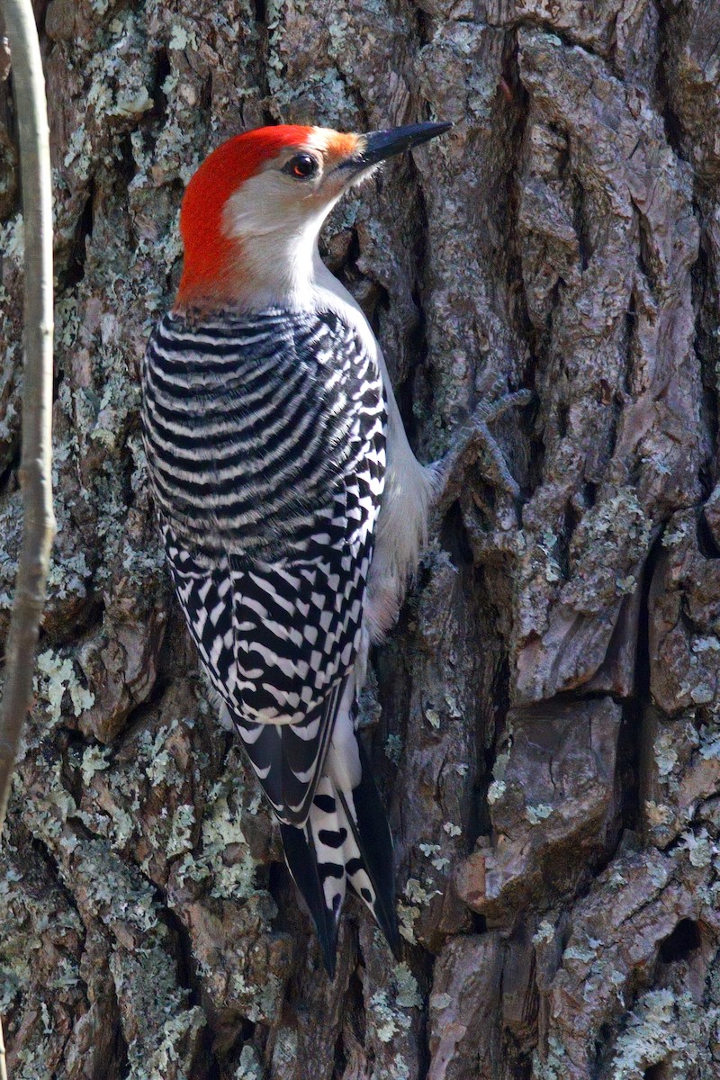 Carolinaspecht - ML644715709