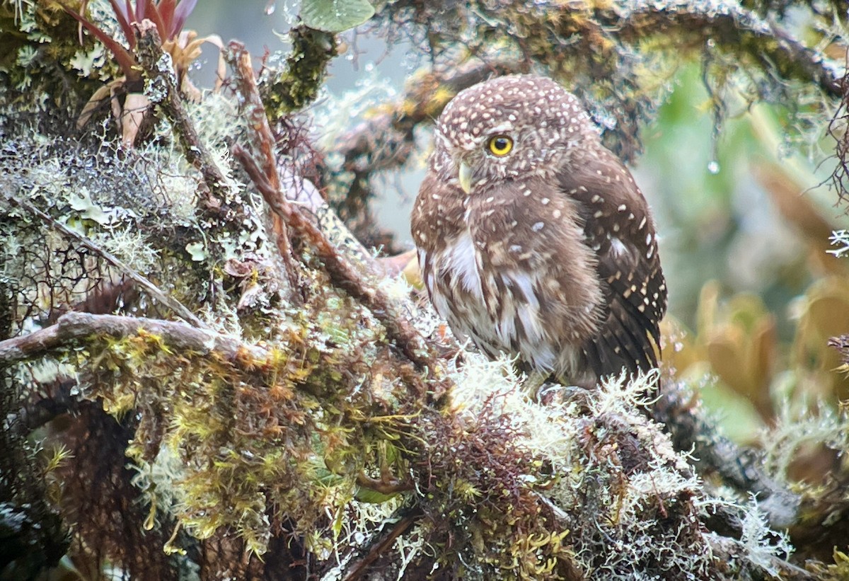 Mochuelo Boliviano - ML644715721