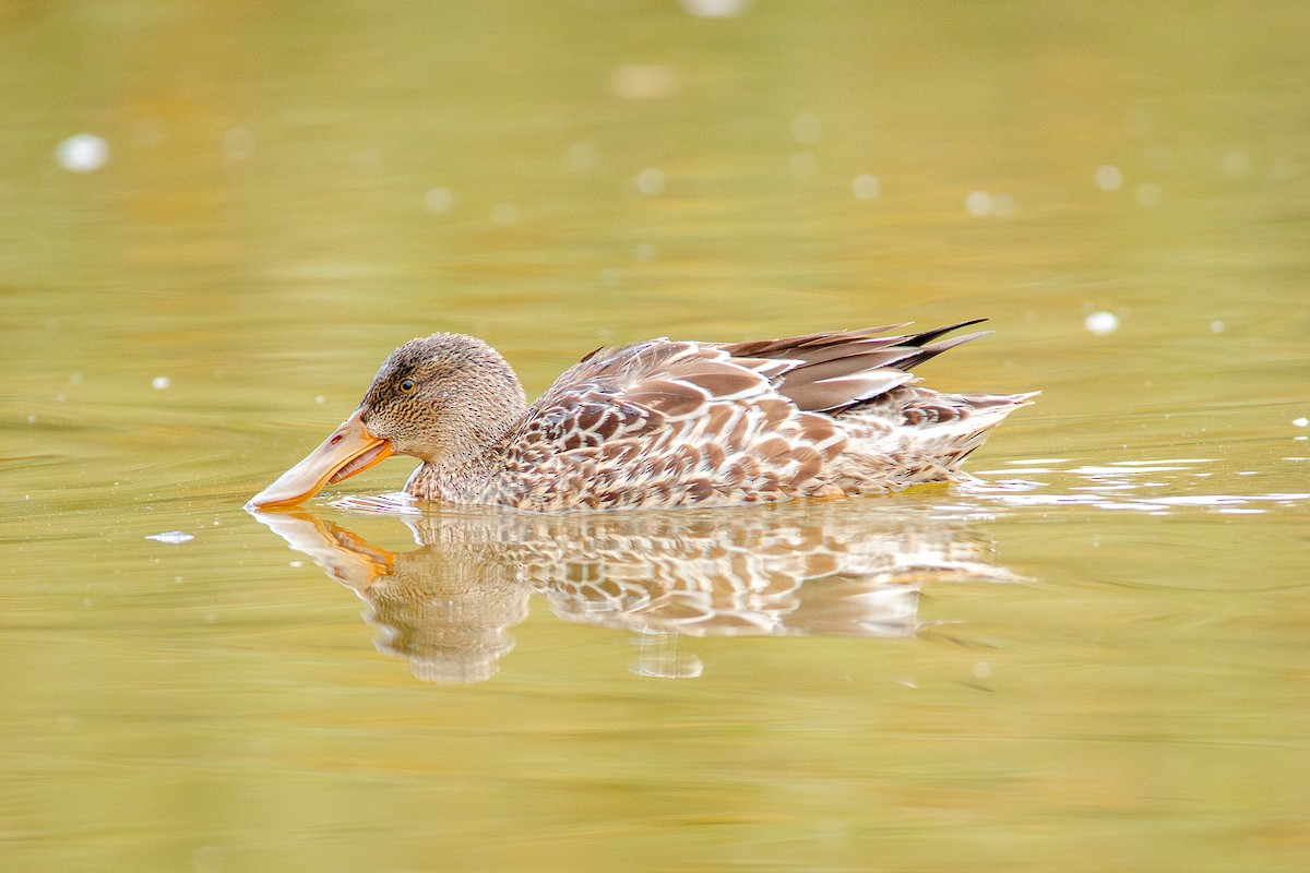 Northern Shoveler - ML644715737