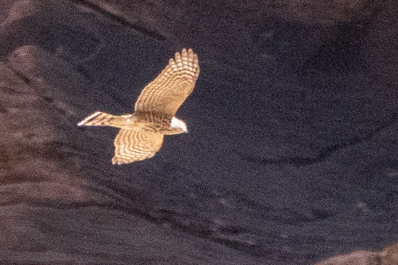 Sharp-shinned Hawk - ML644715744