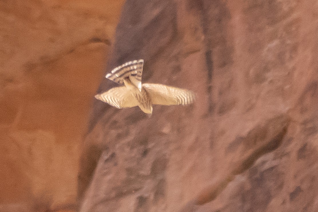 Sharp-shinned Hawk - ML644715745