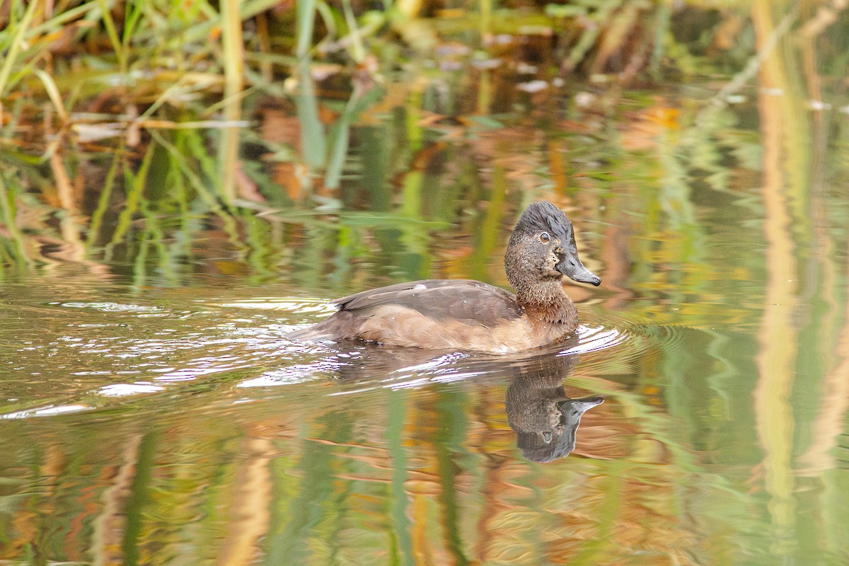 Ring-necked Duck - ML644715747