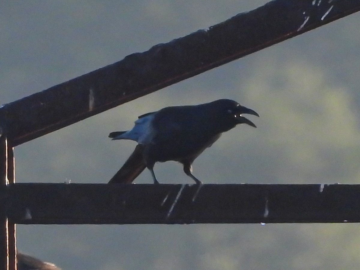 ウオガラス - ML644715749