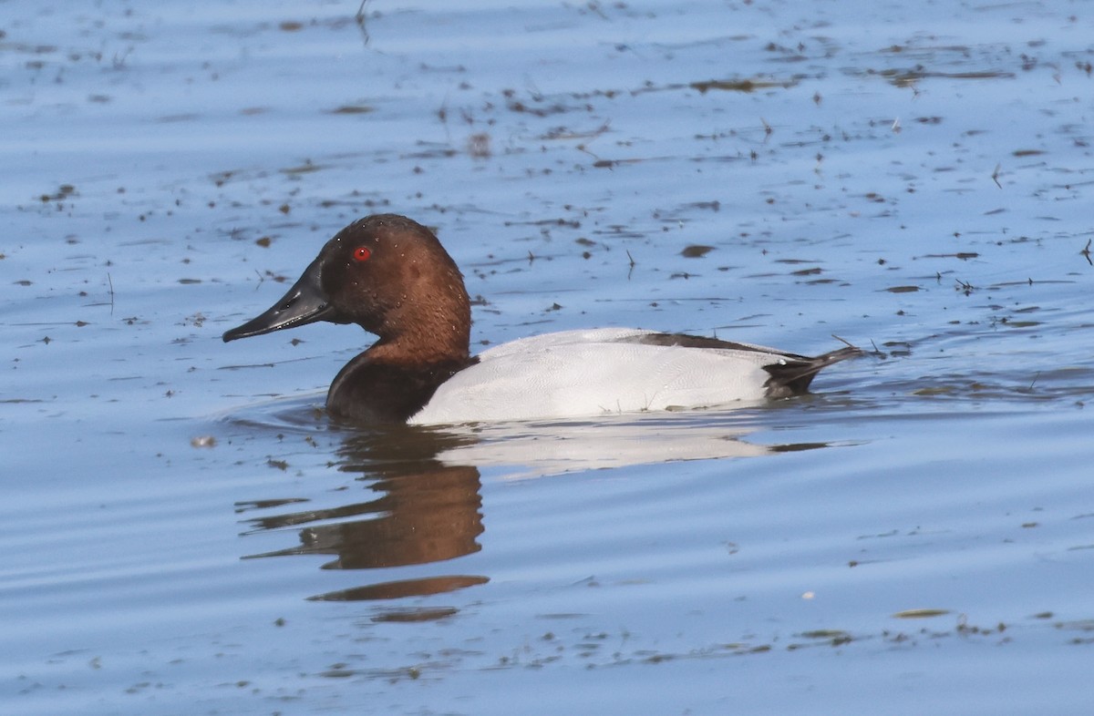 Murgilari bizkarzuria - ML644715750