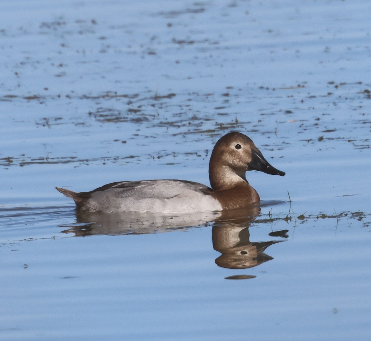 Murgilari bizkarzuria - ML644715758