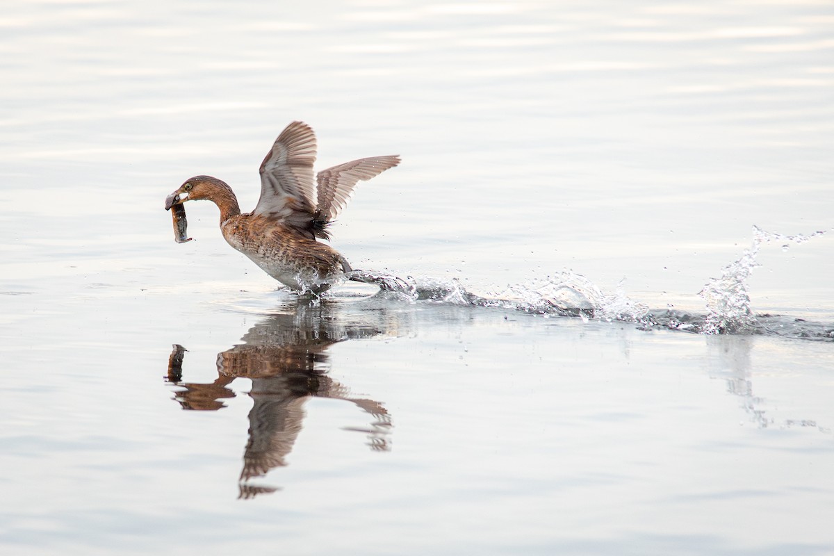 Pied-billed Grebe - ML644715759