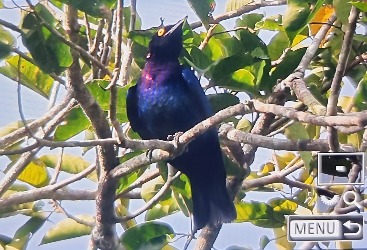 Медный спрео - ML644715776