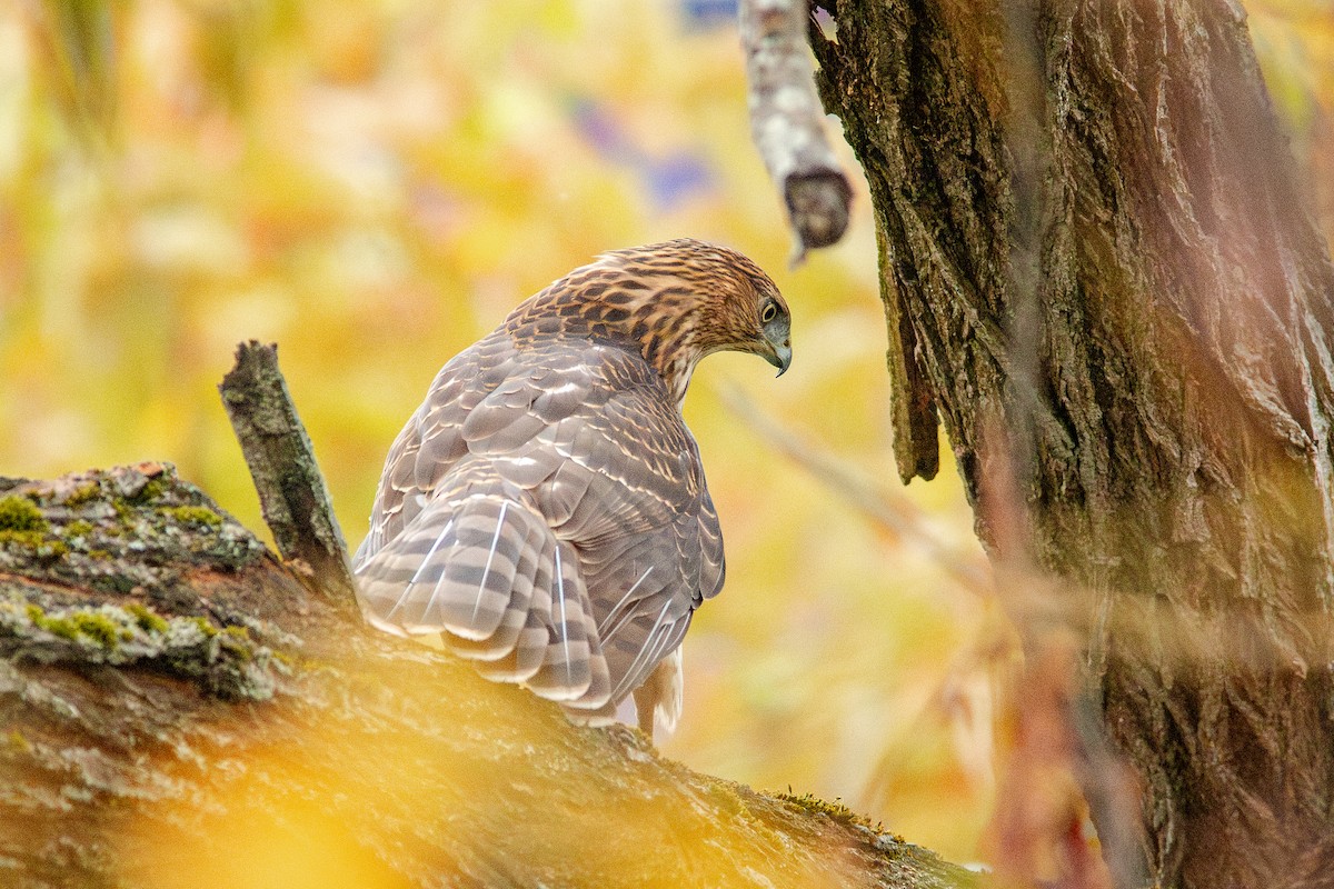 Cooper's Hawk - ML644715778