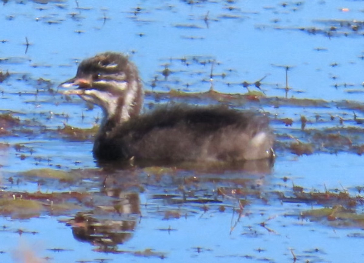 Least Grebe - ML644715791