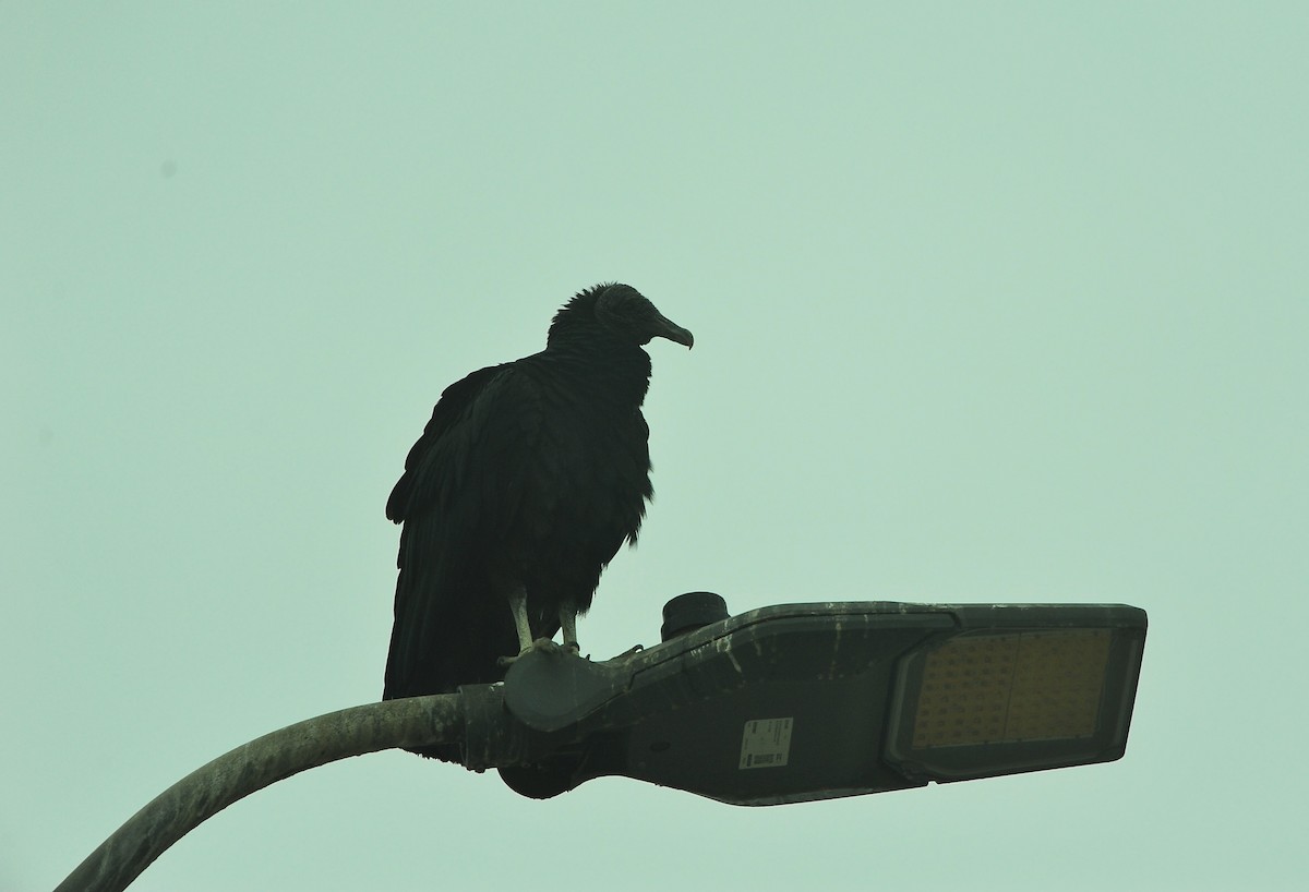 Black Vulture - ML644715792