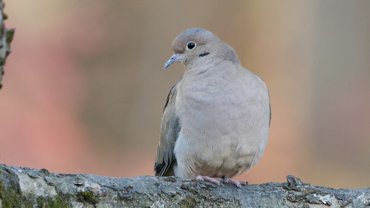 Mourning Dove - ML644715799