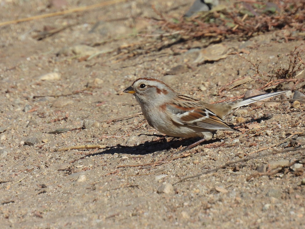 Hudson Körfezi Serçesi - ML644715804