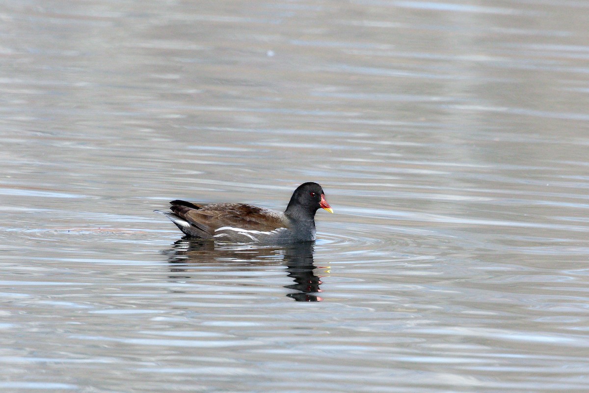 Gallinule poule-d'eau - ML644715807