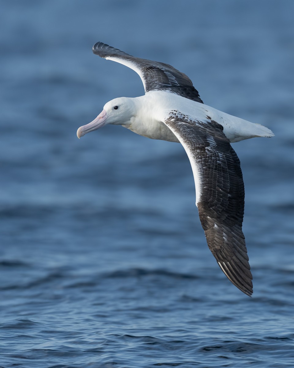 Southern Royal Albatross - ML644715808