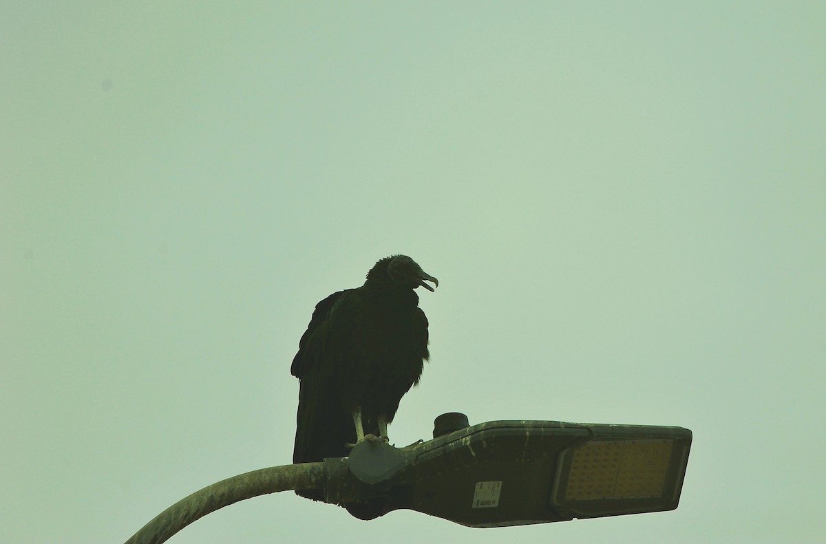 Black Vulture - ML644715812