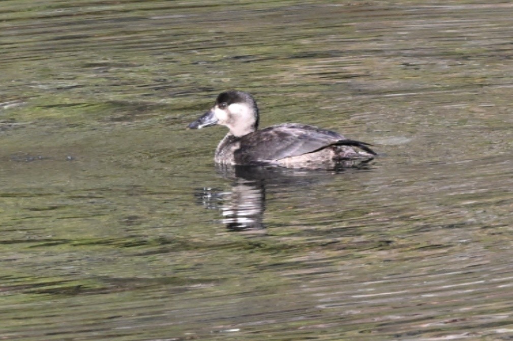Surf Scoter - ML644715816