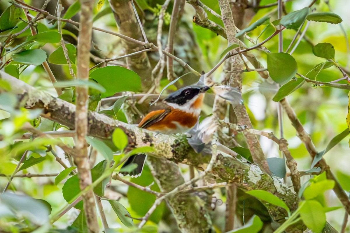 Cape Batis - ML644715818