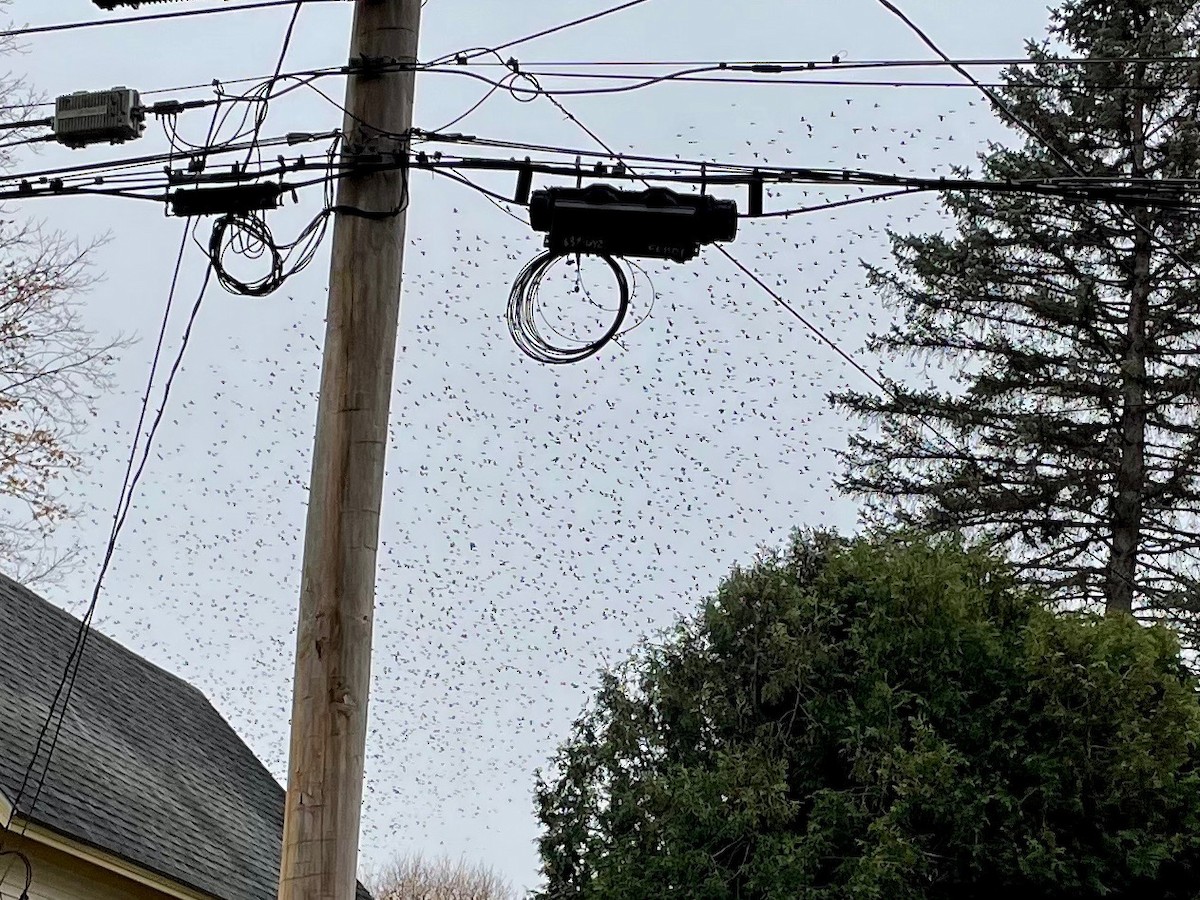 Common Grackle - ML644715819