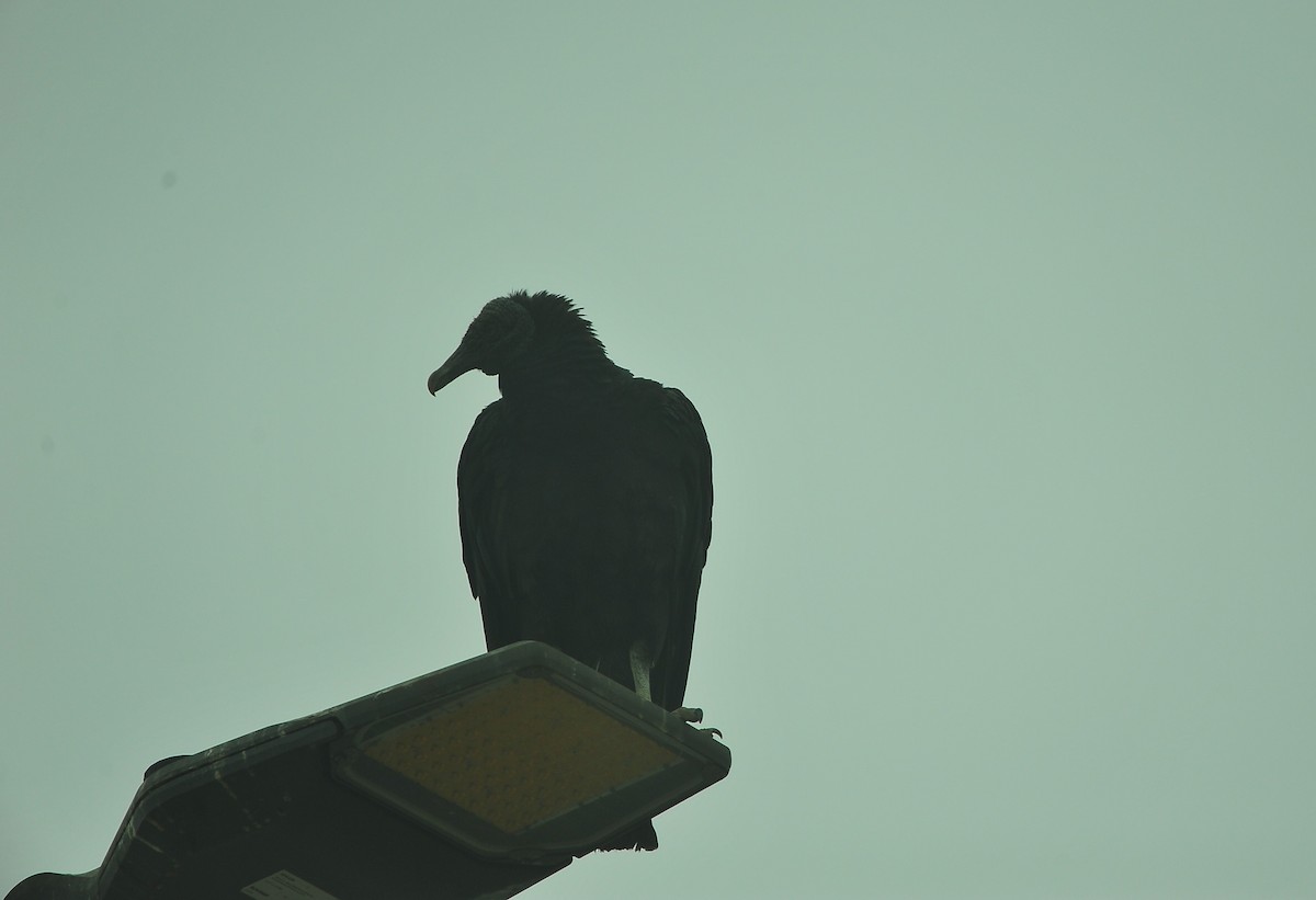 Black Vulture - ML644715827