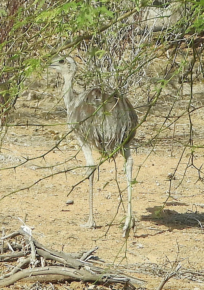 Greater Rhea - ML644715835