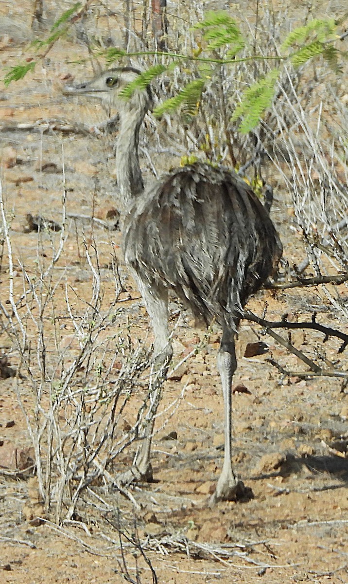 Greater Rhea - ML644715836